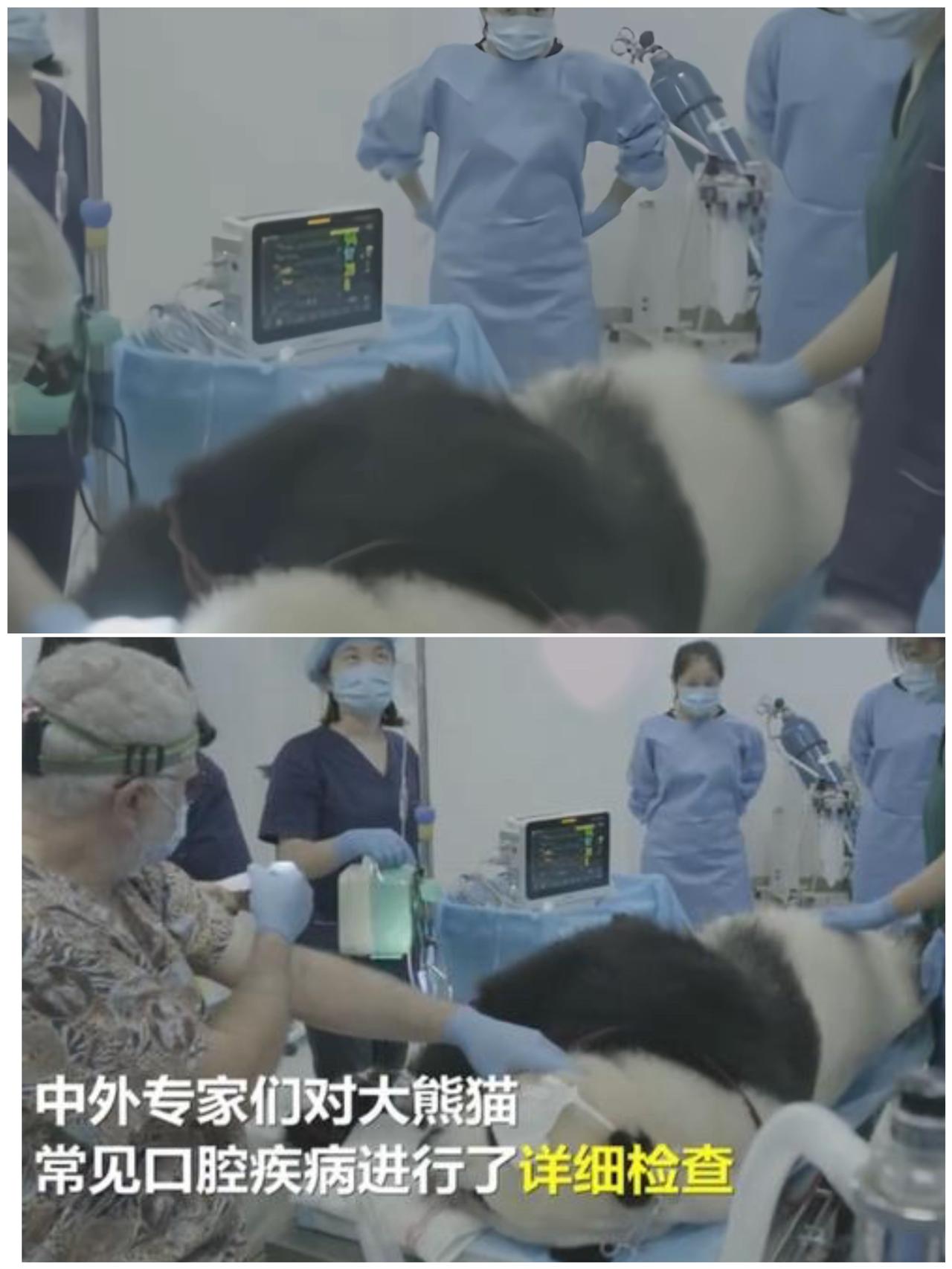 全网爆笑！熊猫去医院做CT，医生集体化身撸猫达人[笑哭]