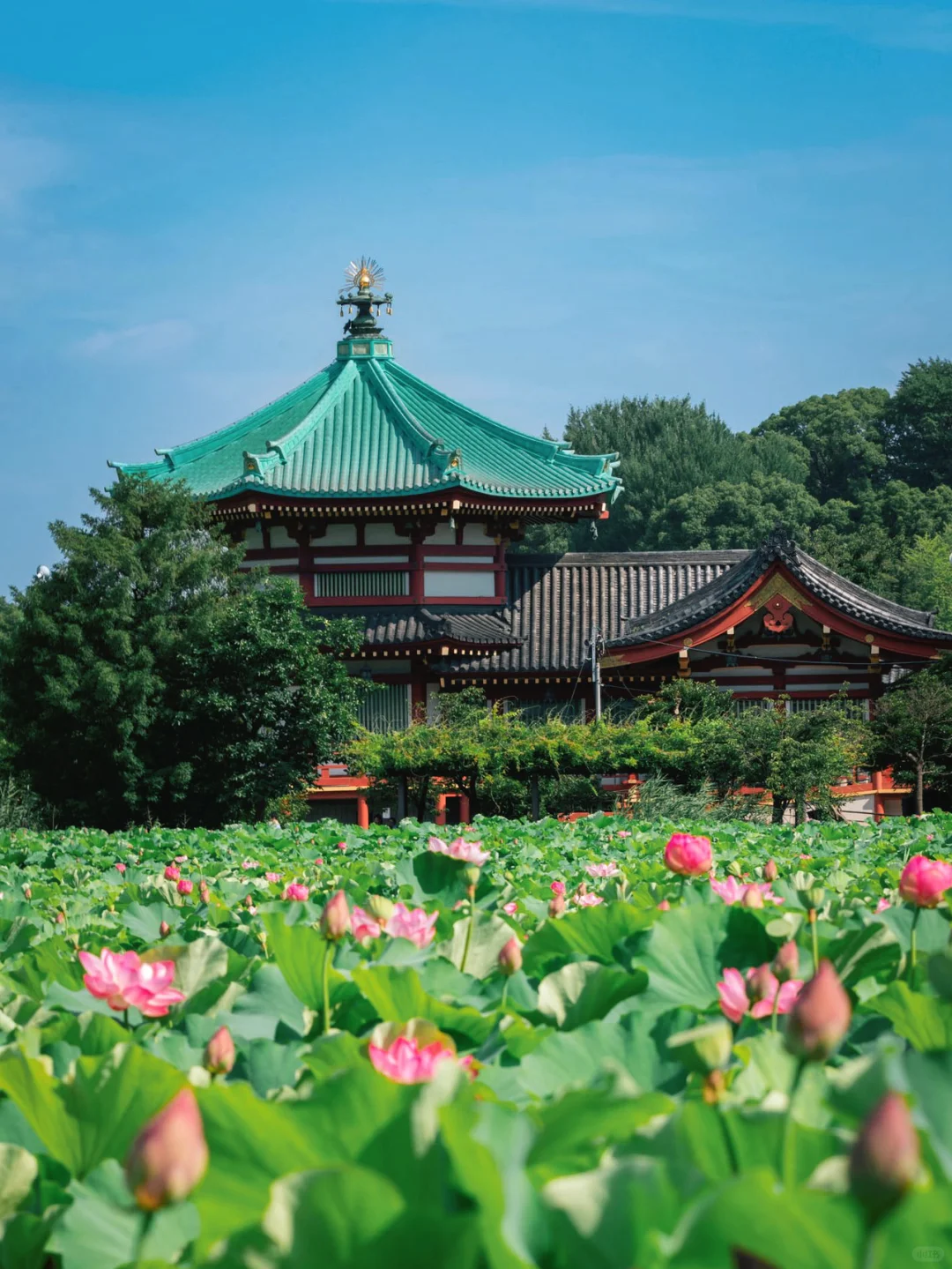 东京上野|竟然这么美‼️荷花·风铃·夏日祭