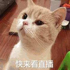🎬现实版的“孤注一掷”正在上演？别怕，京东健康来把关了！哈哈哈哈骗子们要失业啦