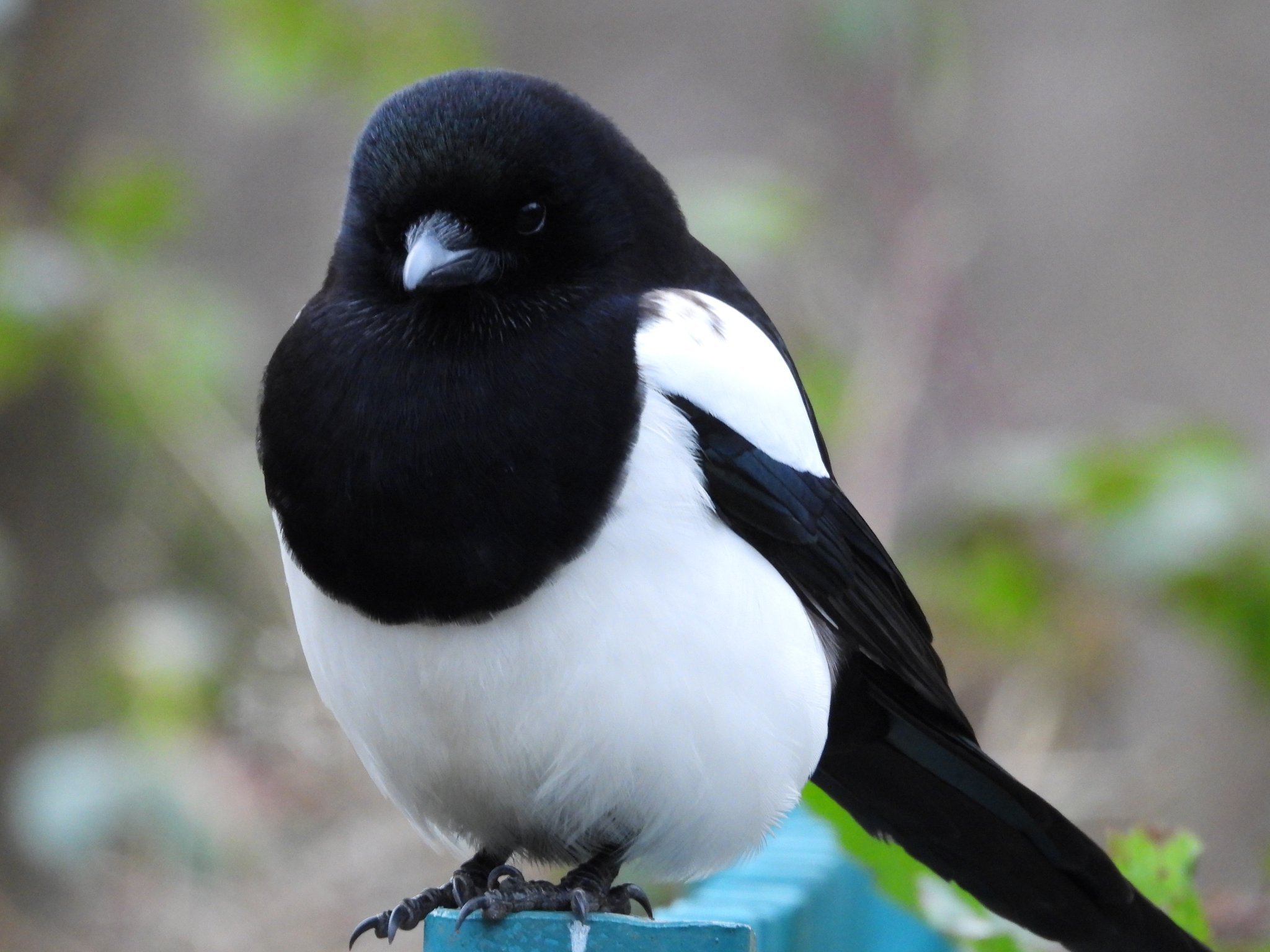 谁家的花喜鹊长这么圆润的啊【推：dBwarro】 