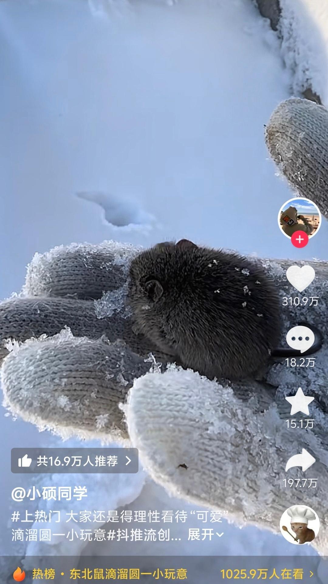 刷视频刷到东北的老鼠，小小一只那么可爱怎么我们南方的老鼠大的异形一样了