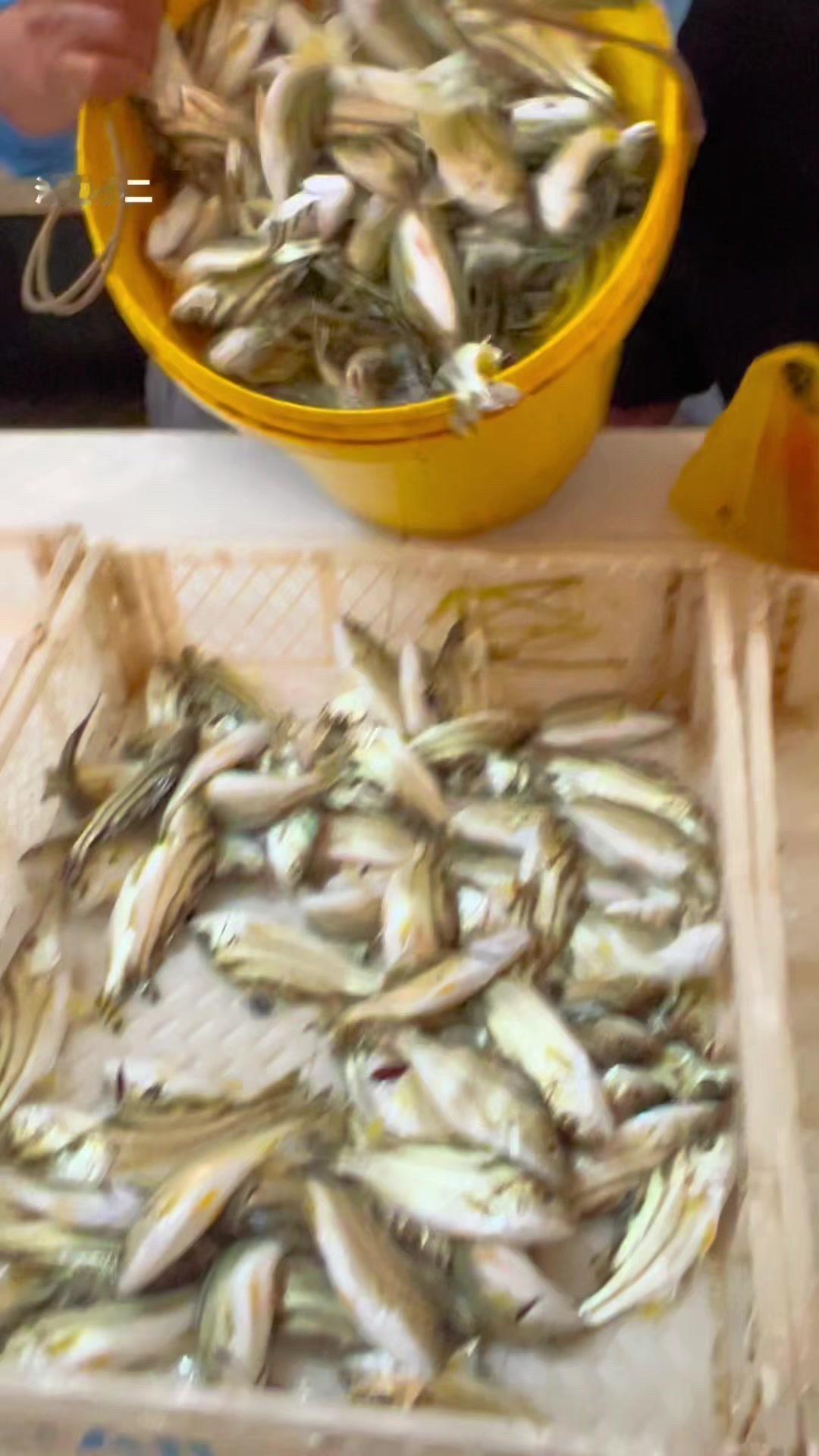 哇，今天海钓又有新收获啦！浅海区域的小杂鱼特别多，一网撒下去，满满一筐都是活蹦乱