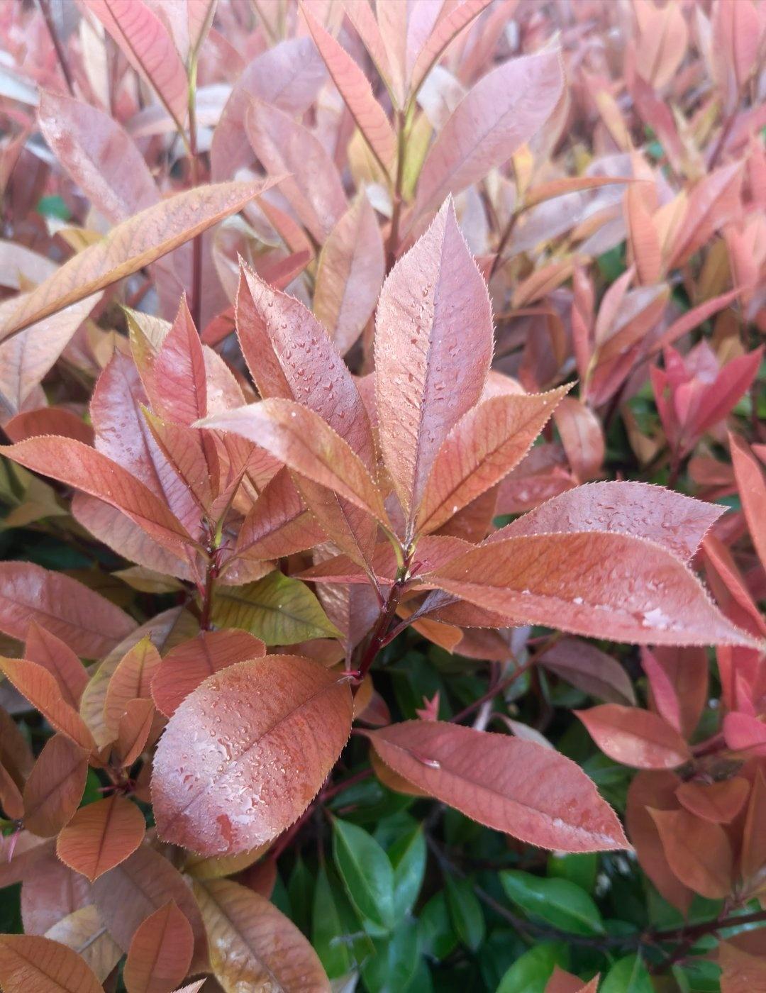 终于放晴了[呆无辜] ​​​