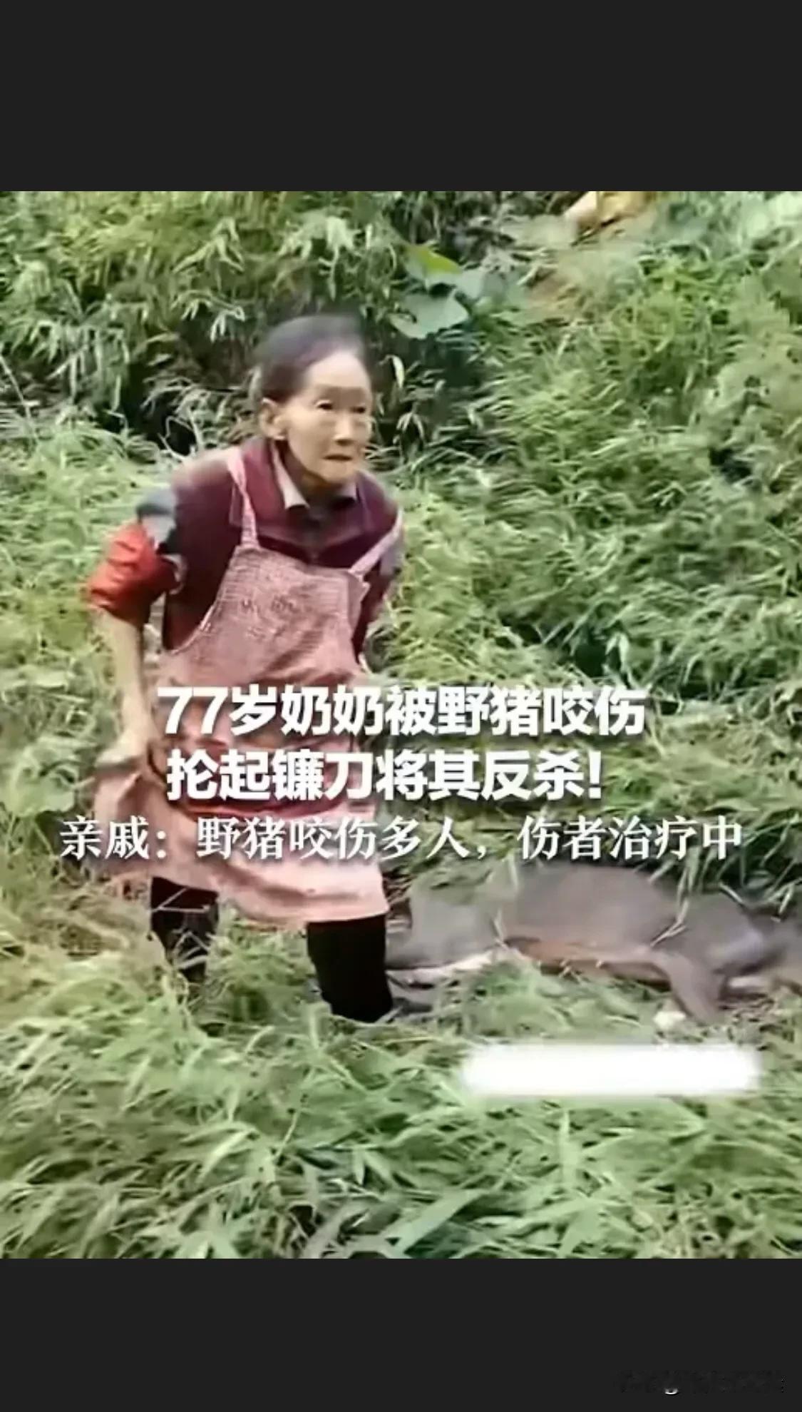 昔有景阳冈打虎武二爷， 今有提刀追杀野猪老太！在面对生与死的时候，人的生命永远大