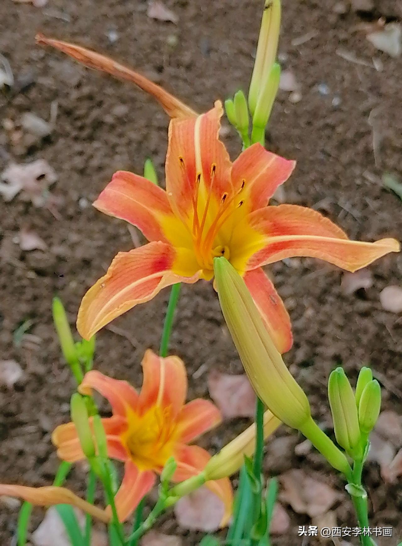 《黄花菜（李林摄于汉中城固）》