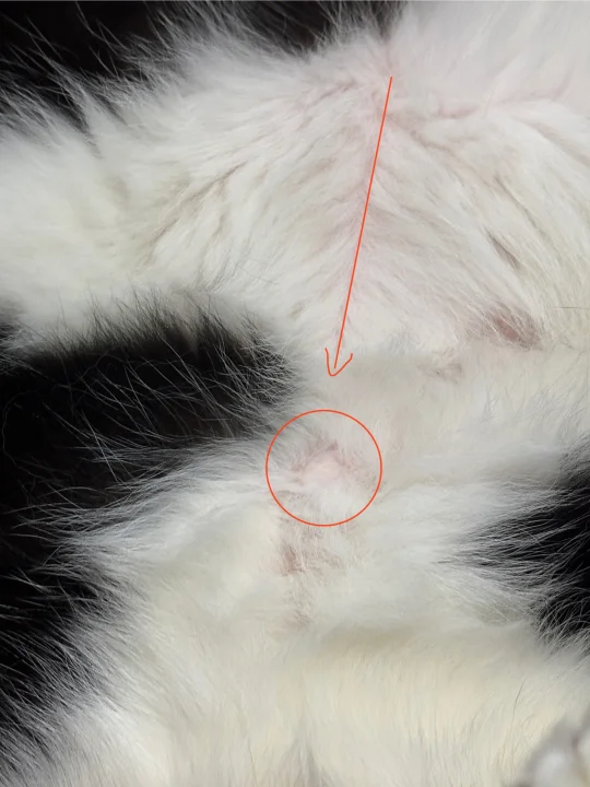 猫有肚脐眼！！！！！