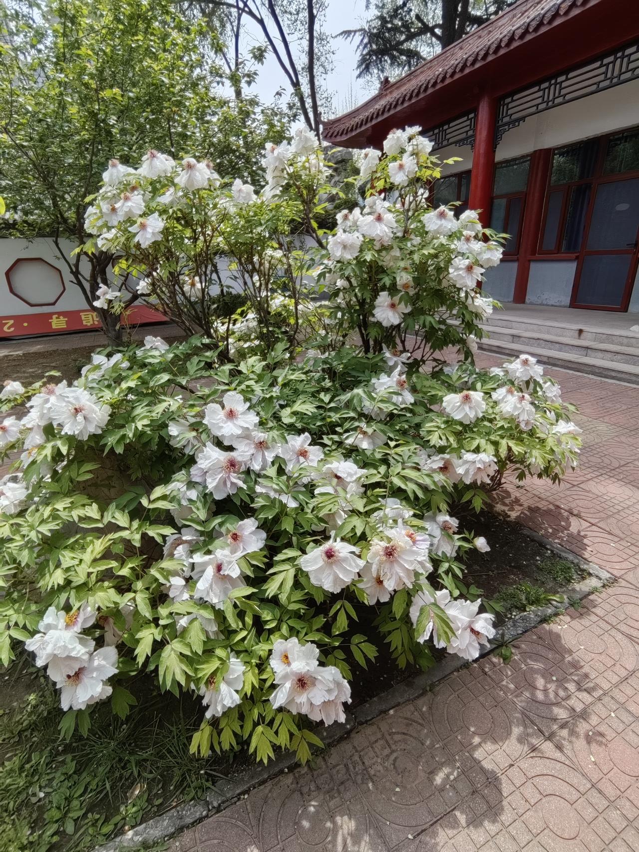 牡丹花开，那场面简直绝了！每年牡丹盛开的时候，我都会去牡丹园打卡。瞧那一朵朵牡丹