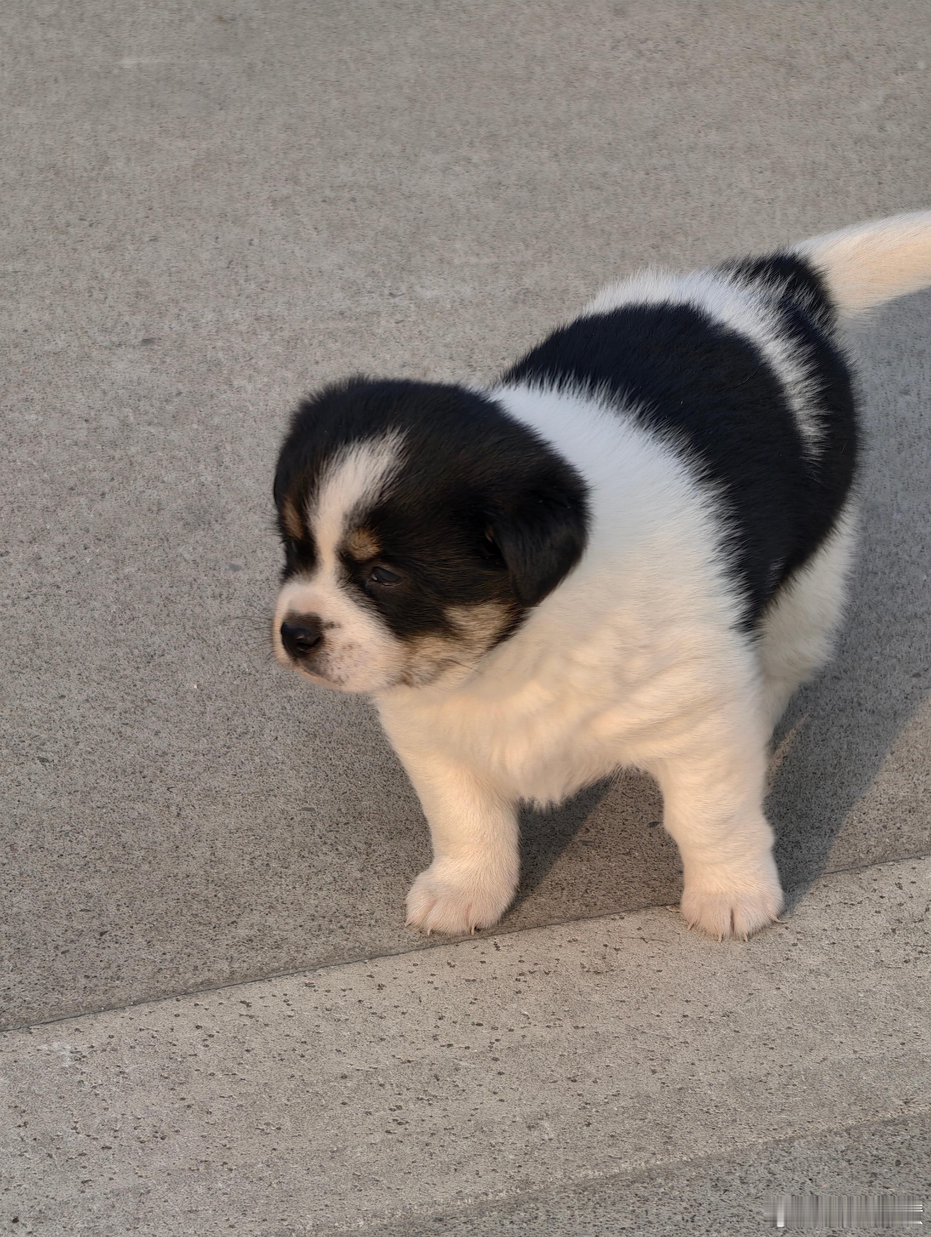 小狗碰见下水道不敢过去，又收纳回妈妈肚皮下面了