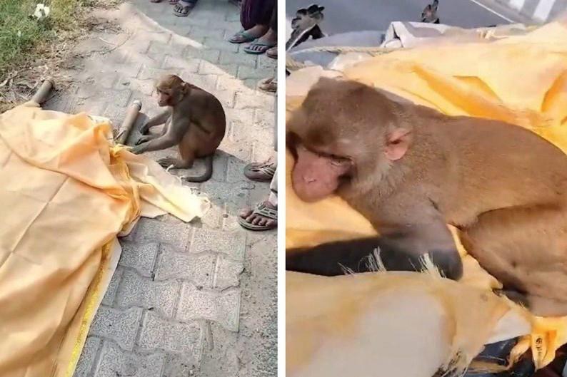 印度一名男子生前喜欢喂食猴子，并借此培养出好感情，不过日前他不幸过世，猴子好友如