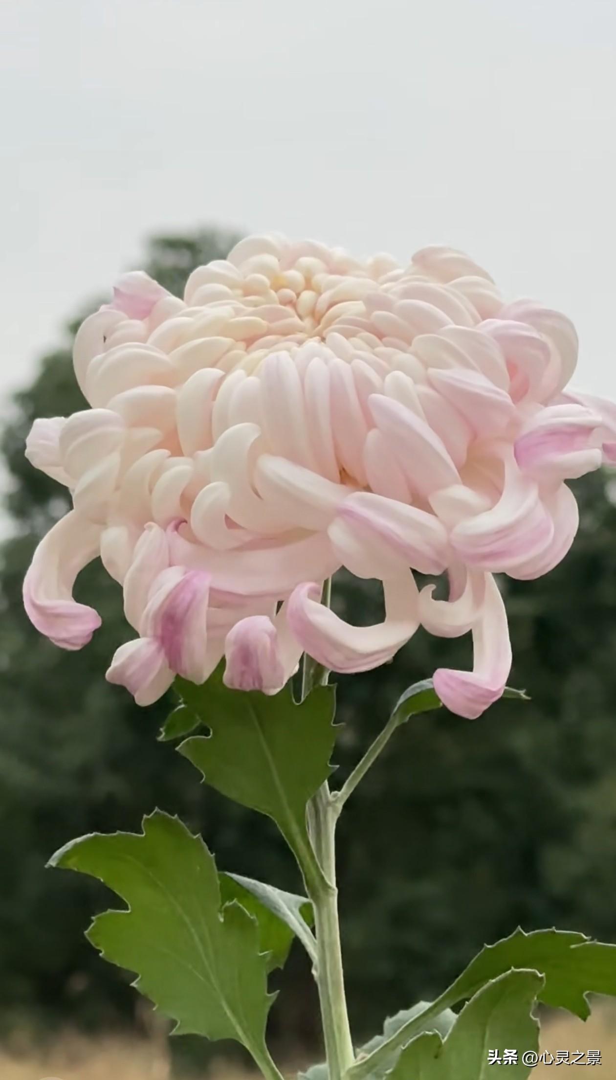 柔粉渐变秋菊，卷曲花瓣温柔舒展，在阴天旷野里静静挺立，不争不抢，自带温柔又坚韧的