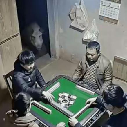 主人打麻将打得昏天黑地，连喂猪这事儿都忘到九霄云外了。猪饿得前胸贴后背，左等右等