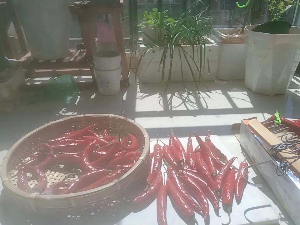 天气好，晒辣椒