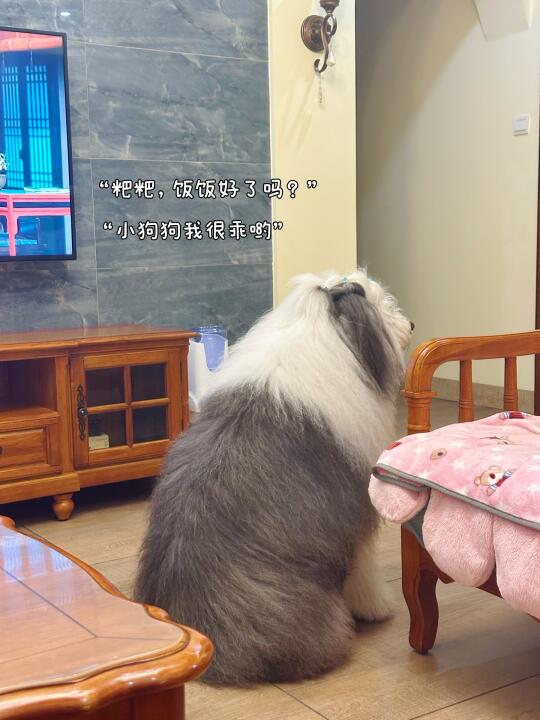 Plog | 平等地喜欢每一个拥有小狗的瞬间