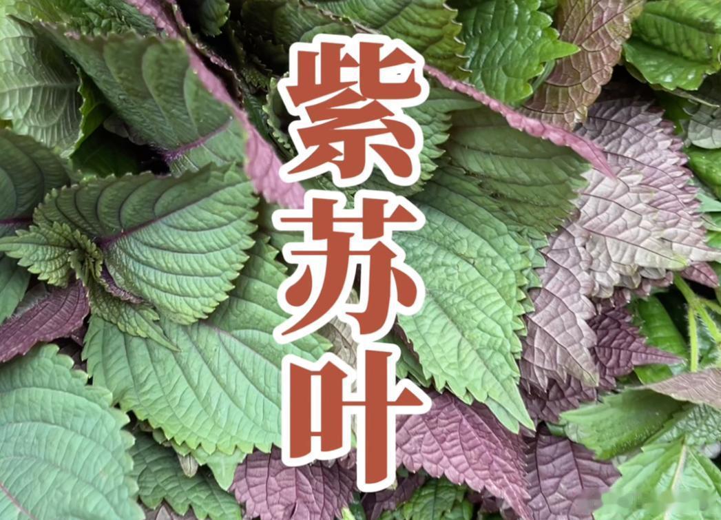 一把紫苏叶调小儿抽动（频繁清嗓、肢体抽动）中医完整解析+全套居家方案一、核心病机