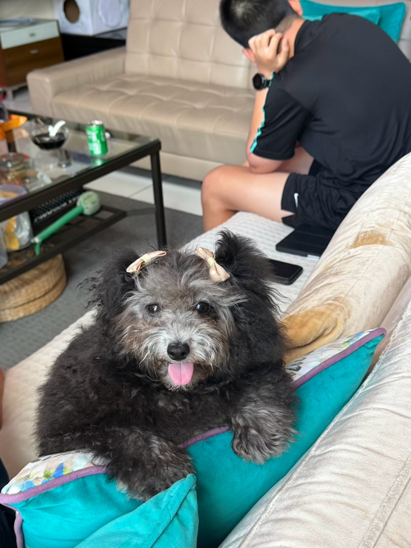 早上带小薇去打狂犬疫苗上芯片，下午出去办事儿，把小薇放朋友家，朋友把她脸上的毛修