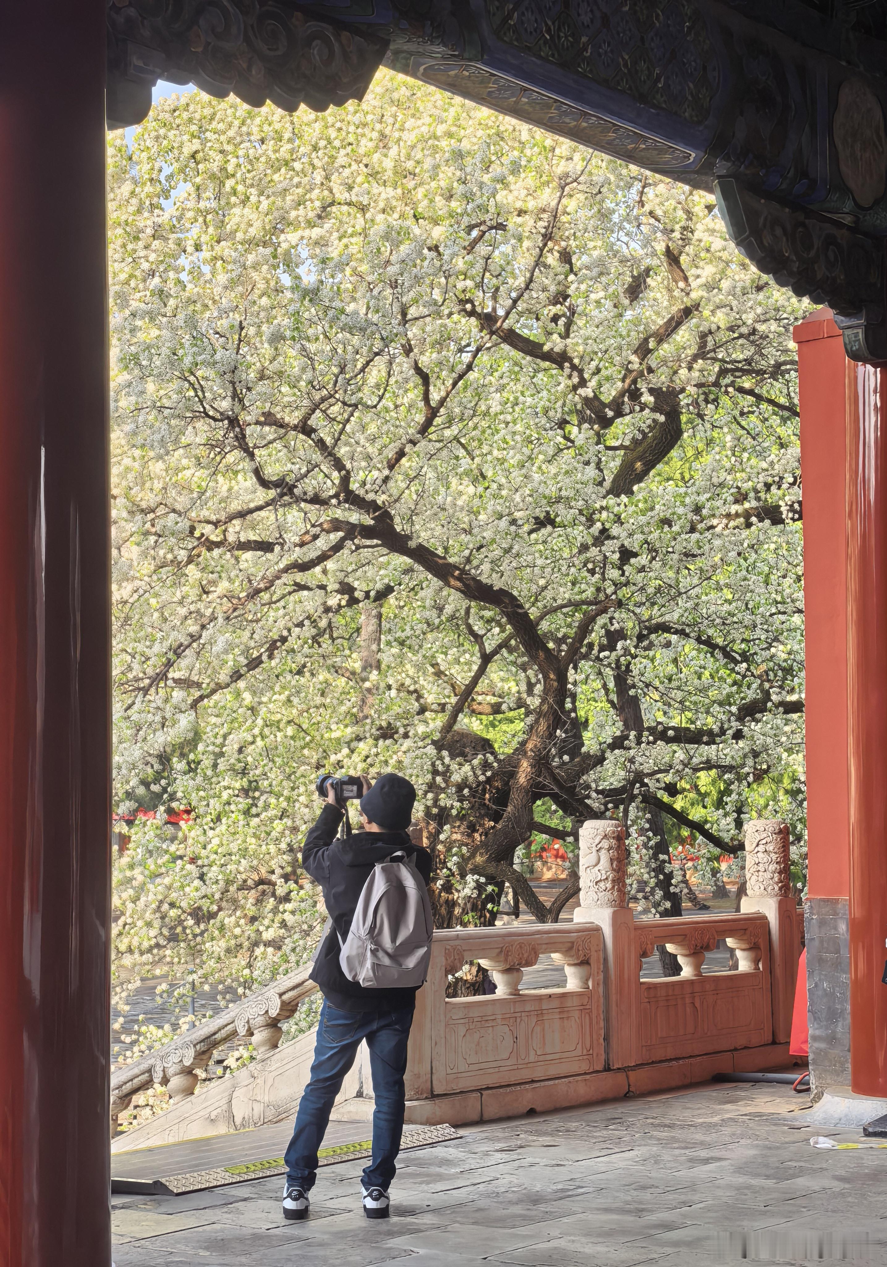 千花叠雪轻于絮，万蕊成云淡作香。不羡尘世群芳艳，独守皇陵伴春光。明十三陵之长陵，