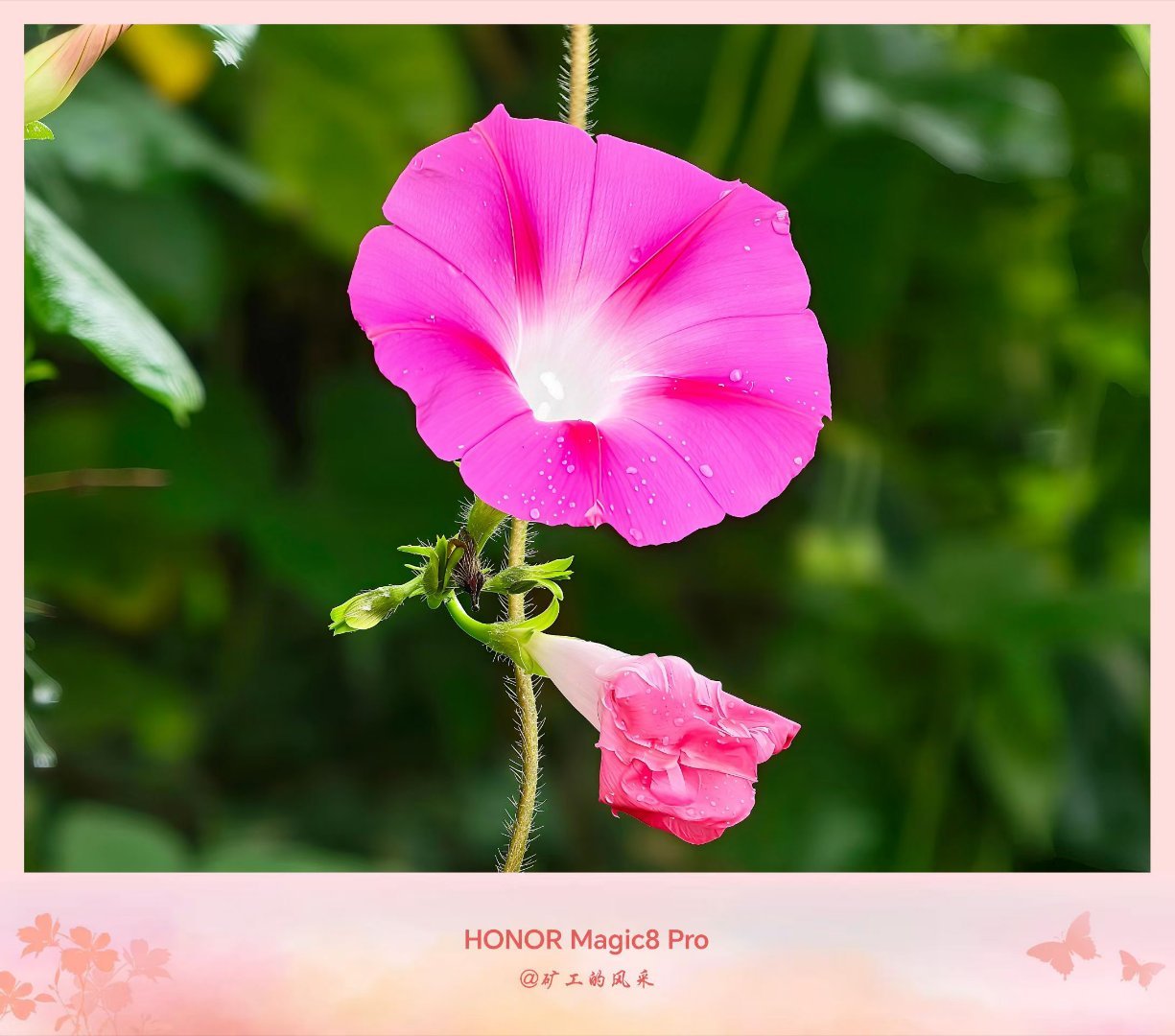 荣耀Magic8Pro这2亿长焦真的牛！放大后植物的绒毛都清晰可见！(图源矿工的