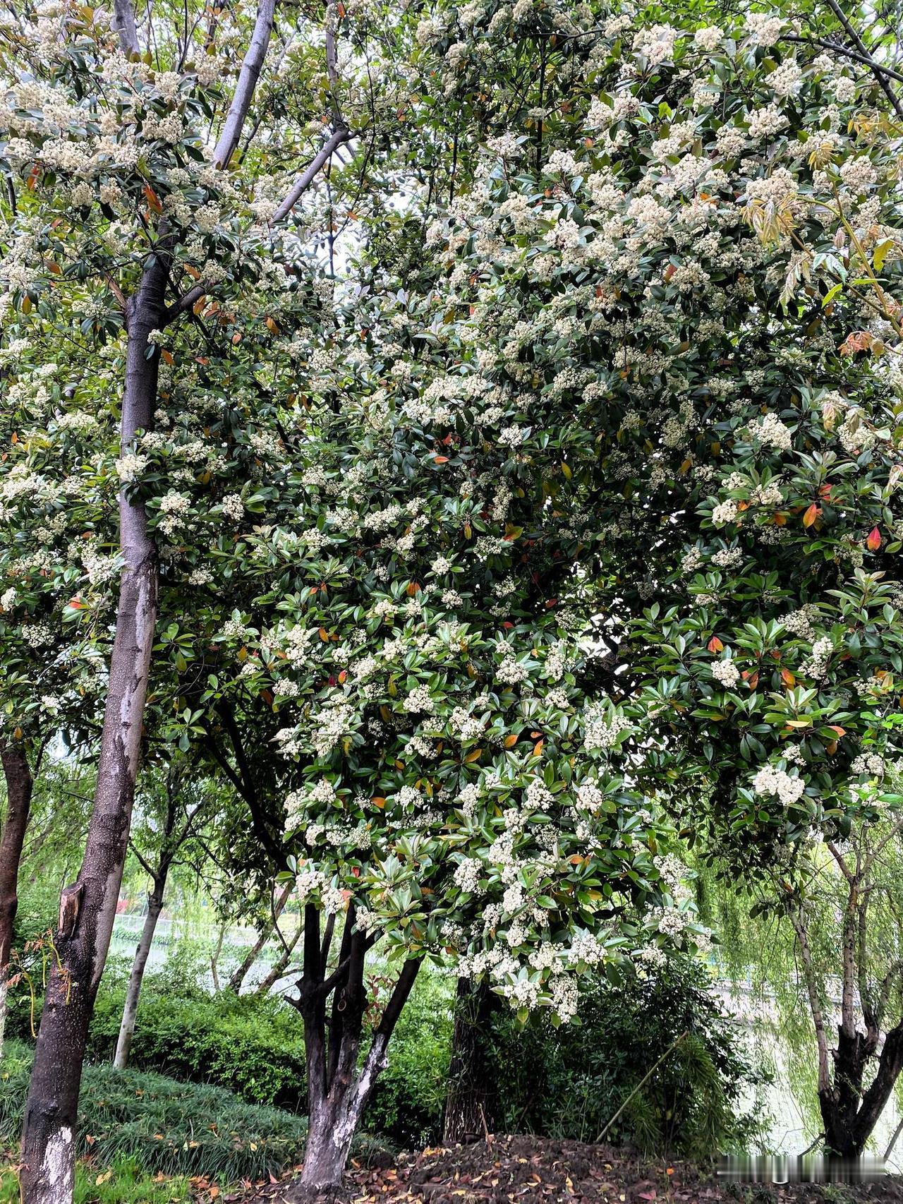 雨后的小路，石楠花开了，花开成林海，如潮水一般涌来，没有怪味， 清新自然。石楠石