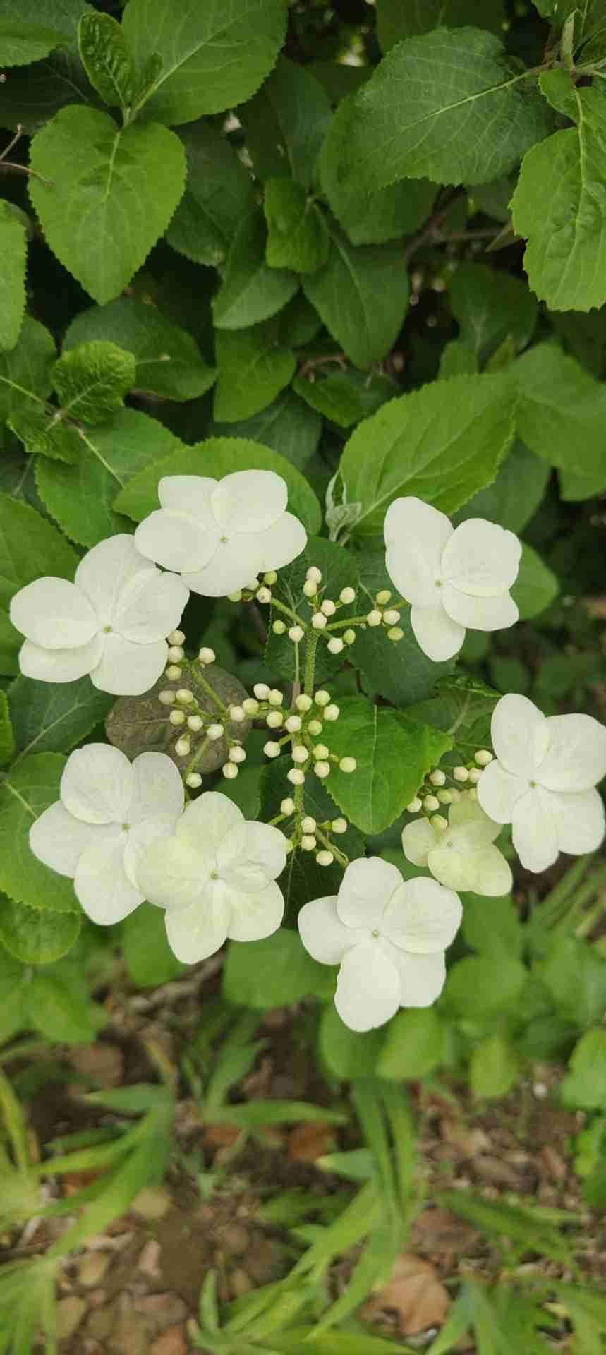 4月下旬，黄淮麦区小麦正处于抽穗扬花期。此时，也是赤霉病的高发期，高湿的环境为病