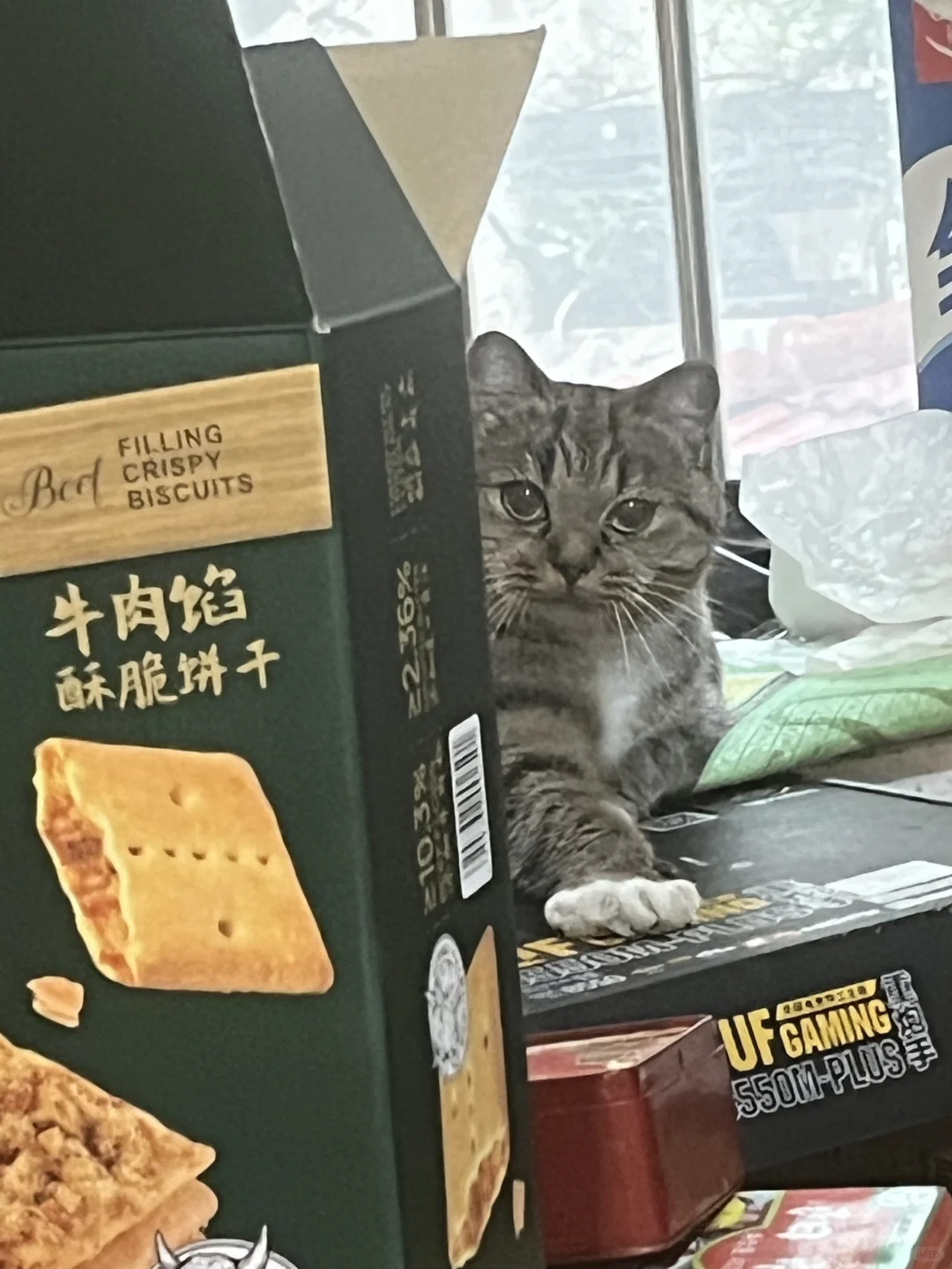 小猫发呆的时候都在想什么呢