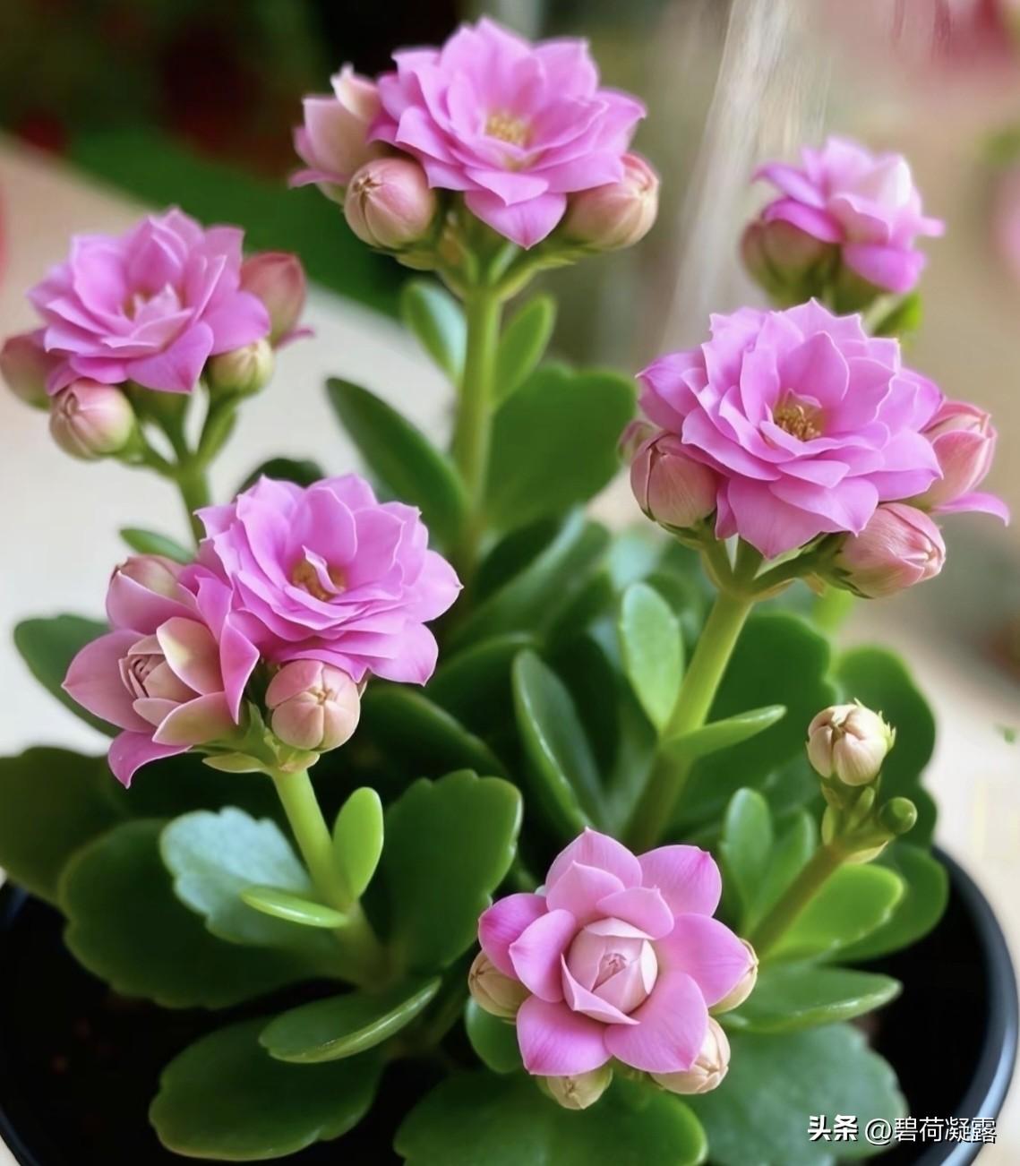 新的一年，祝您健康平安有财气，幸福快乐沾喜气，万事发达好运气，事事如意有福气！