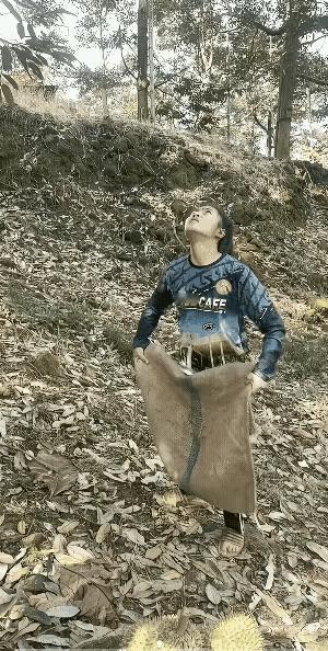 终于知道榴莲为什么这么贵了，看下面这个女孩就知道，只要自己没有判断对的话，树上落