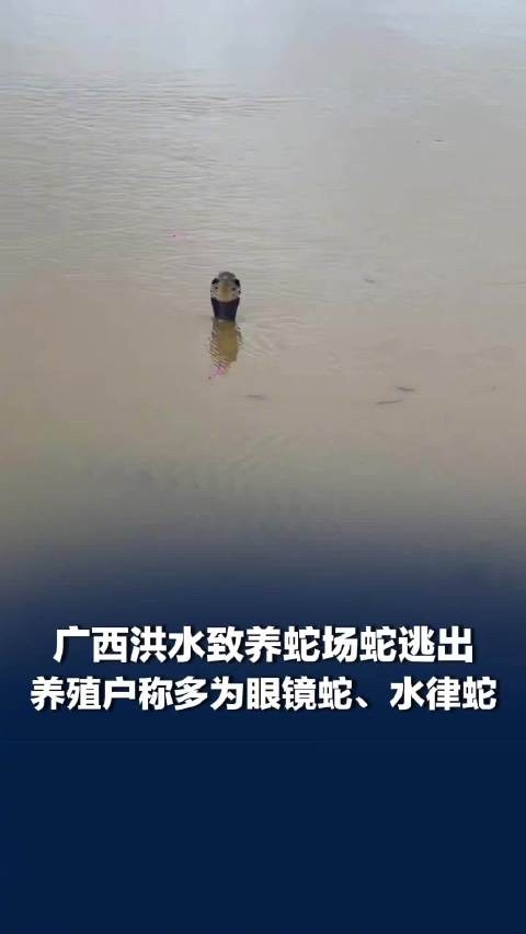7月6日上午，横州市六蓝水库坝体出现缺口引发洪涝，当地一处养殖户的养蛇场被冲垮，