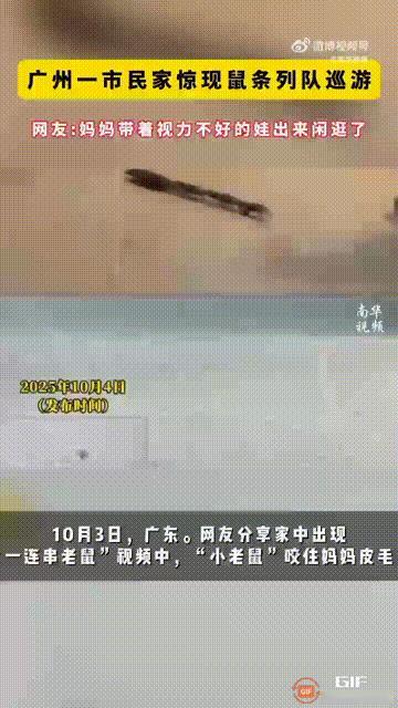 广东一名男子家里出现了奇特的一幕，只见一连串老鼠在家里跑来跑去，小老鼠咬住了妈妈