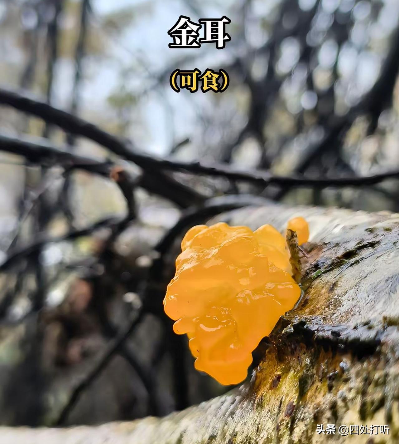 任何顶级农产品，都不会流入市场。有自己封闭的小圈子和专属渠道。

任何顶级的农产