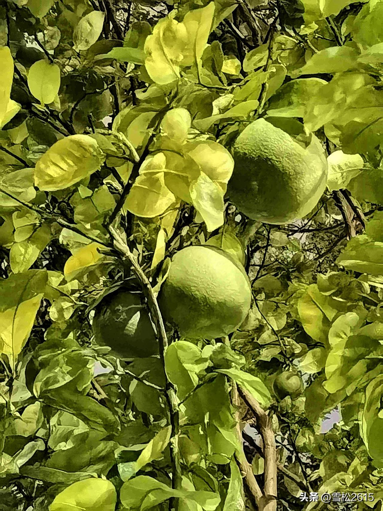 我的今日状态：😁轻松愉快
我这里的天气：☀️晴天。

公园散步，抬头偶遇满树青
