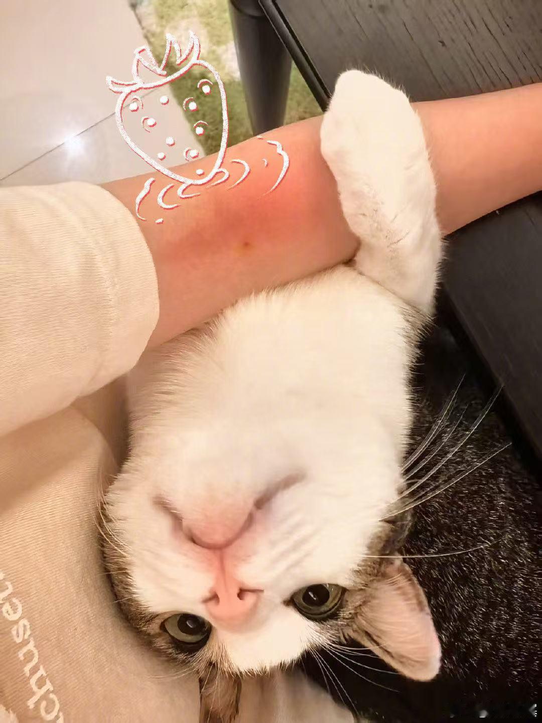 杨幂晒猫杨幂晒小猫杨幂晒猫，可爱，[嘻嘻][嘻嘻][嘻嘻] ​​​
