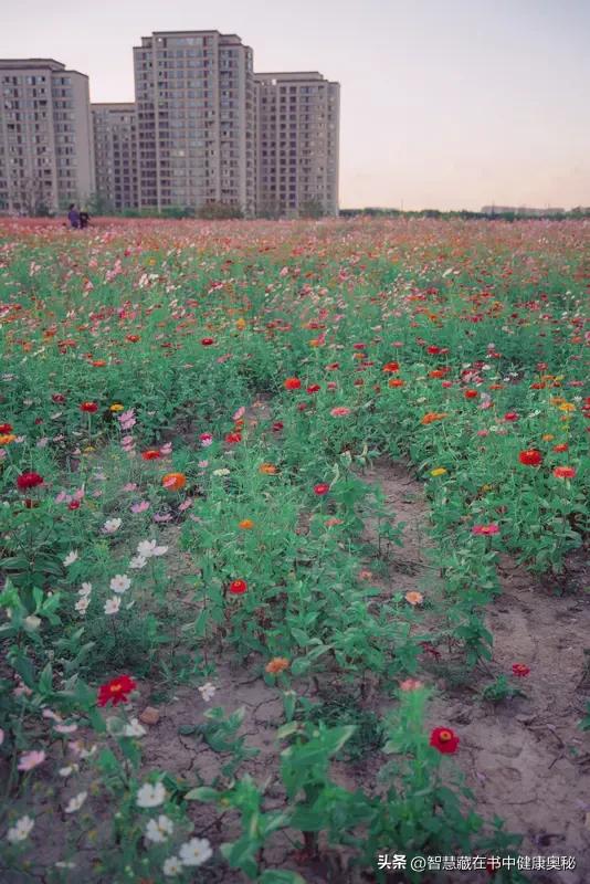 早安！新的一天就像刚出炉的面包，带着满满的新鲜和希望。我昨晚梦到自己在一片花海中