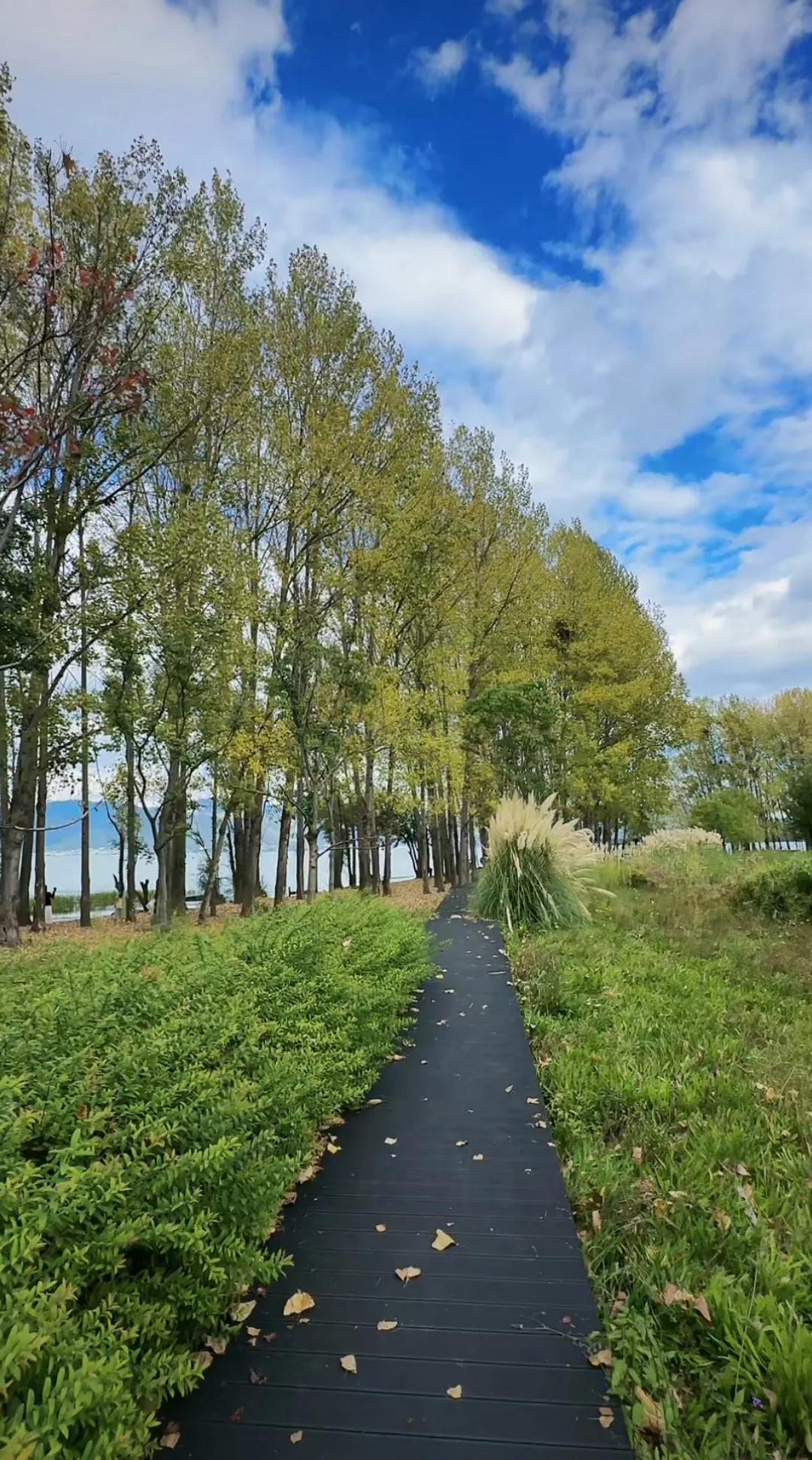 #秋日生活打卡季#“秋意悄然降临在九月，微风中带着丝丝凉意，吹落了树叶，也吹起了