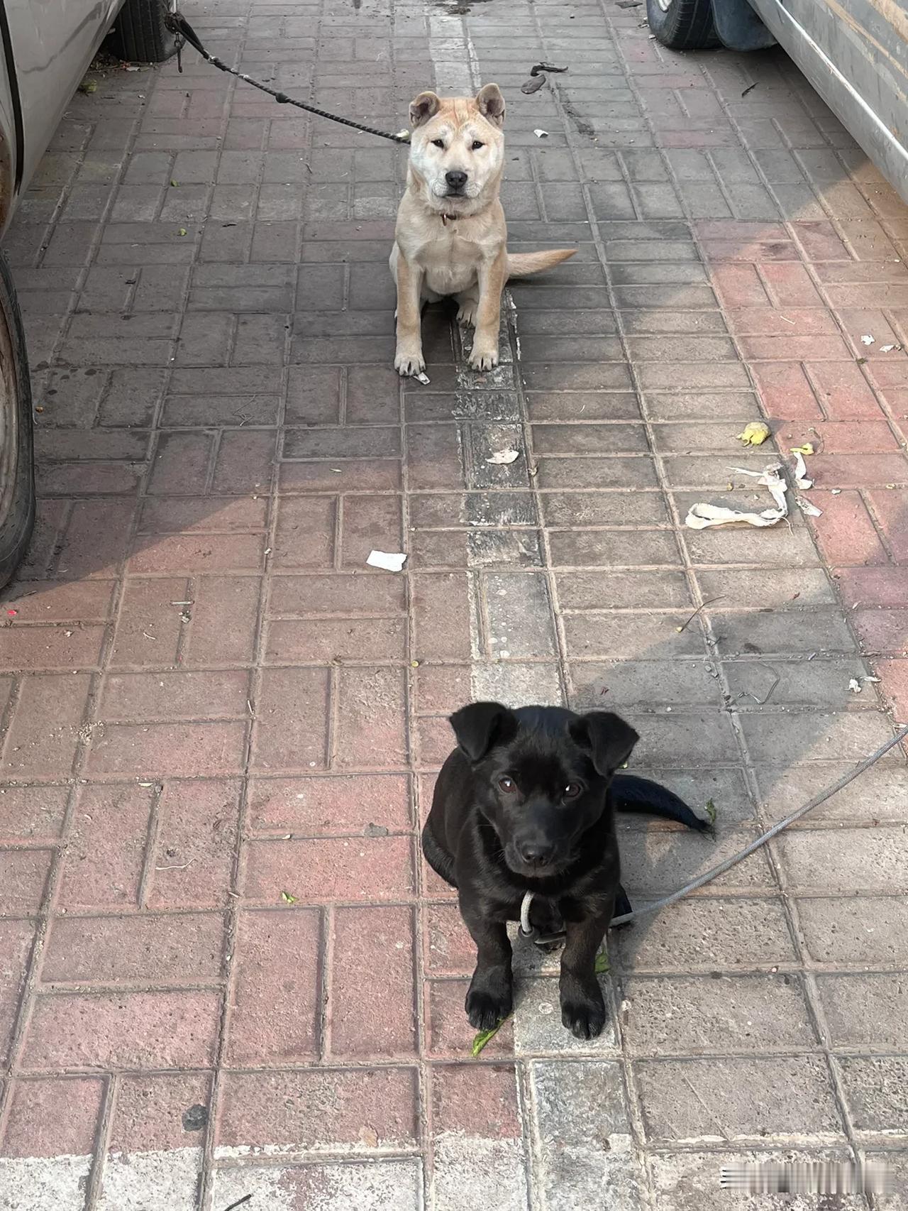 城市街头，两只狗狗相伴，岁月静好。