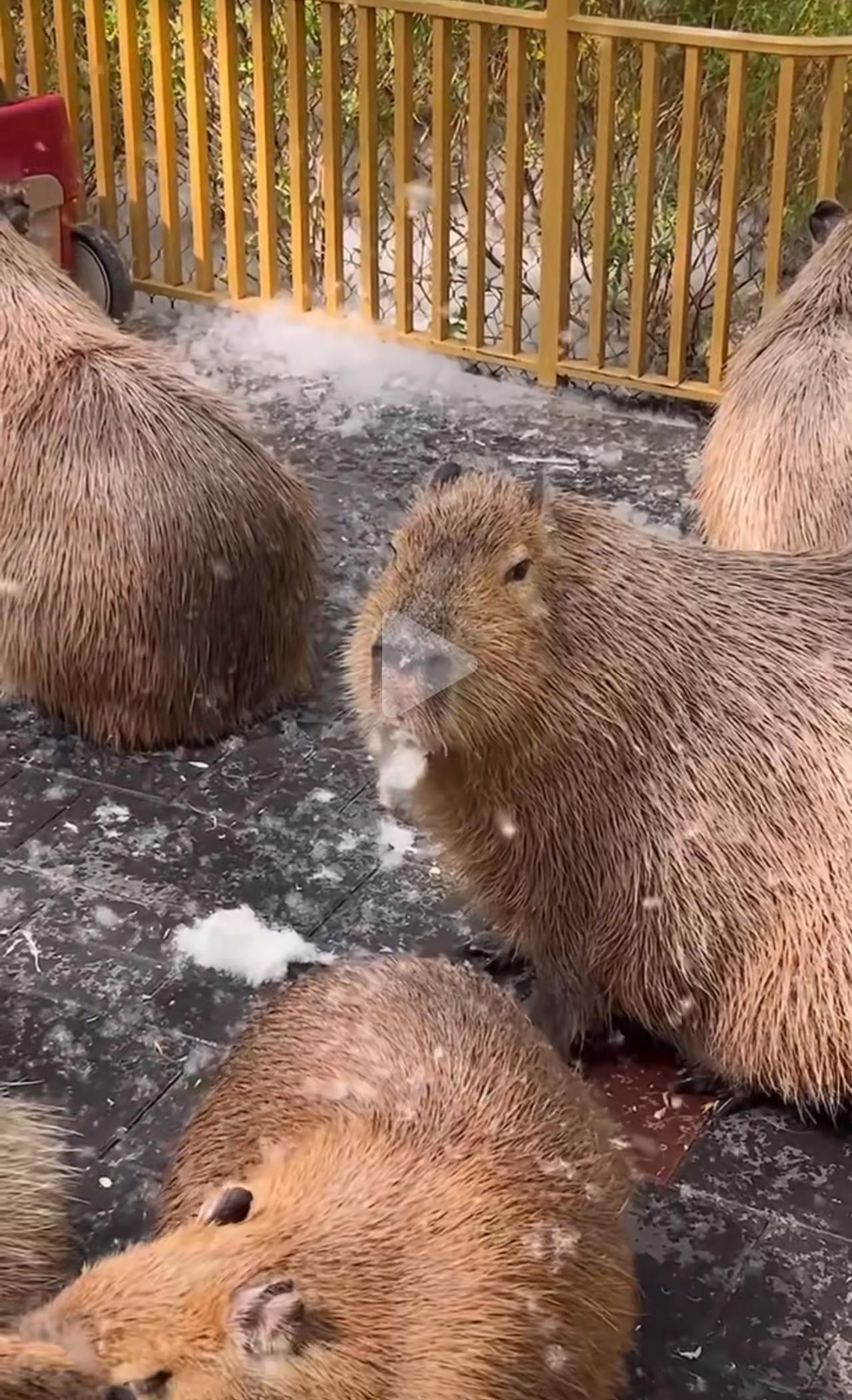 北京野生动物园的水豚豚豚，这几天直接火出圈了！漫天杨絮到处飘，咱们普通人早就捂紧