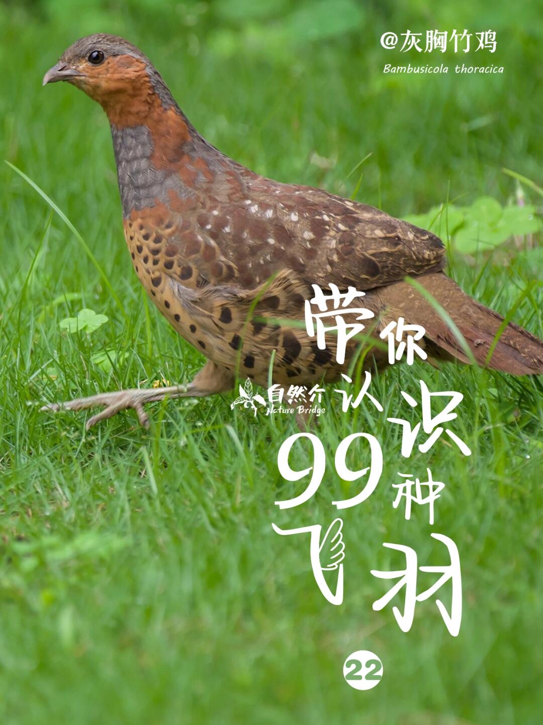 带你认识99种飞羽