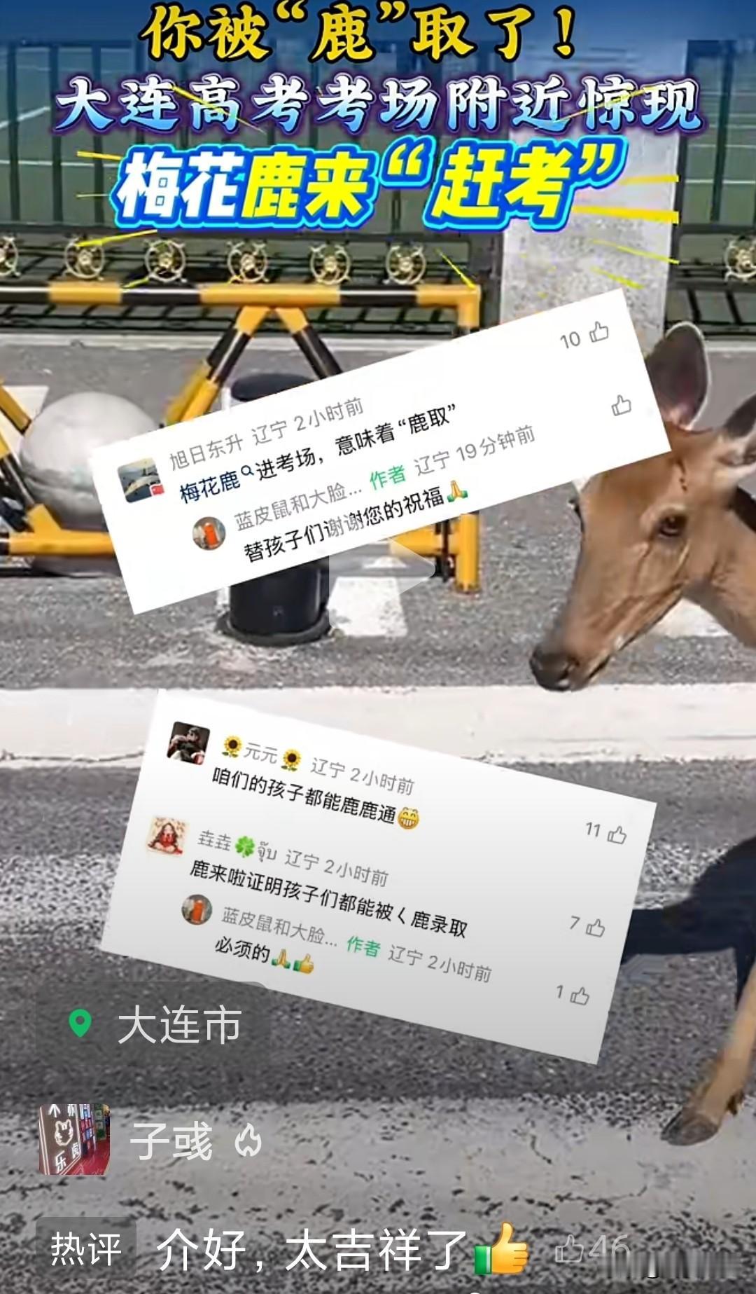 高考第二日，大连"滨海路活爹"空降考场送"鹿"取！

高考第二天，大连西岗区第二
