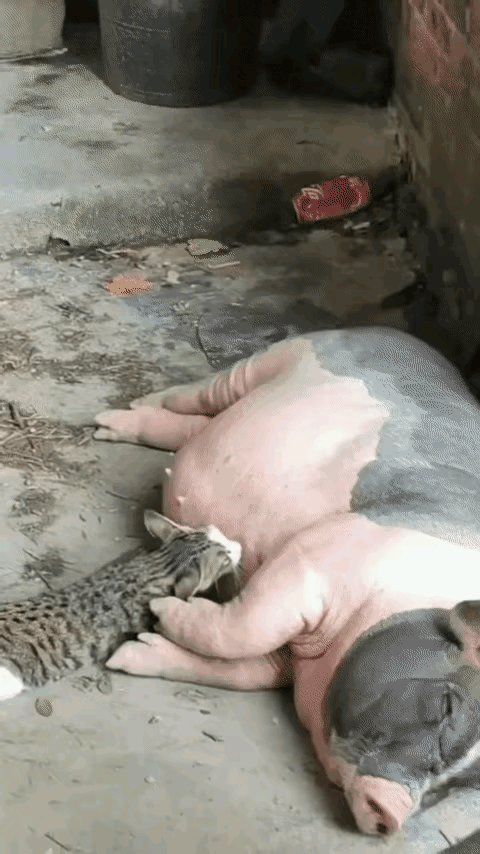 猫咪：不让我吃我就换个地方，今天吃定你了～