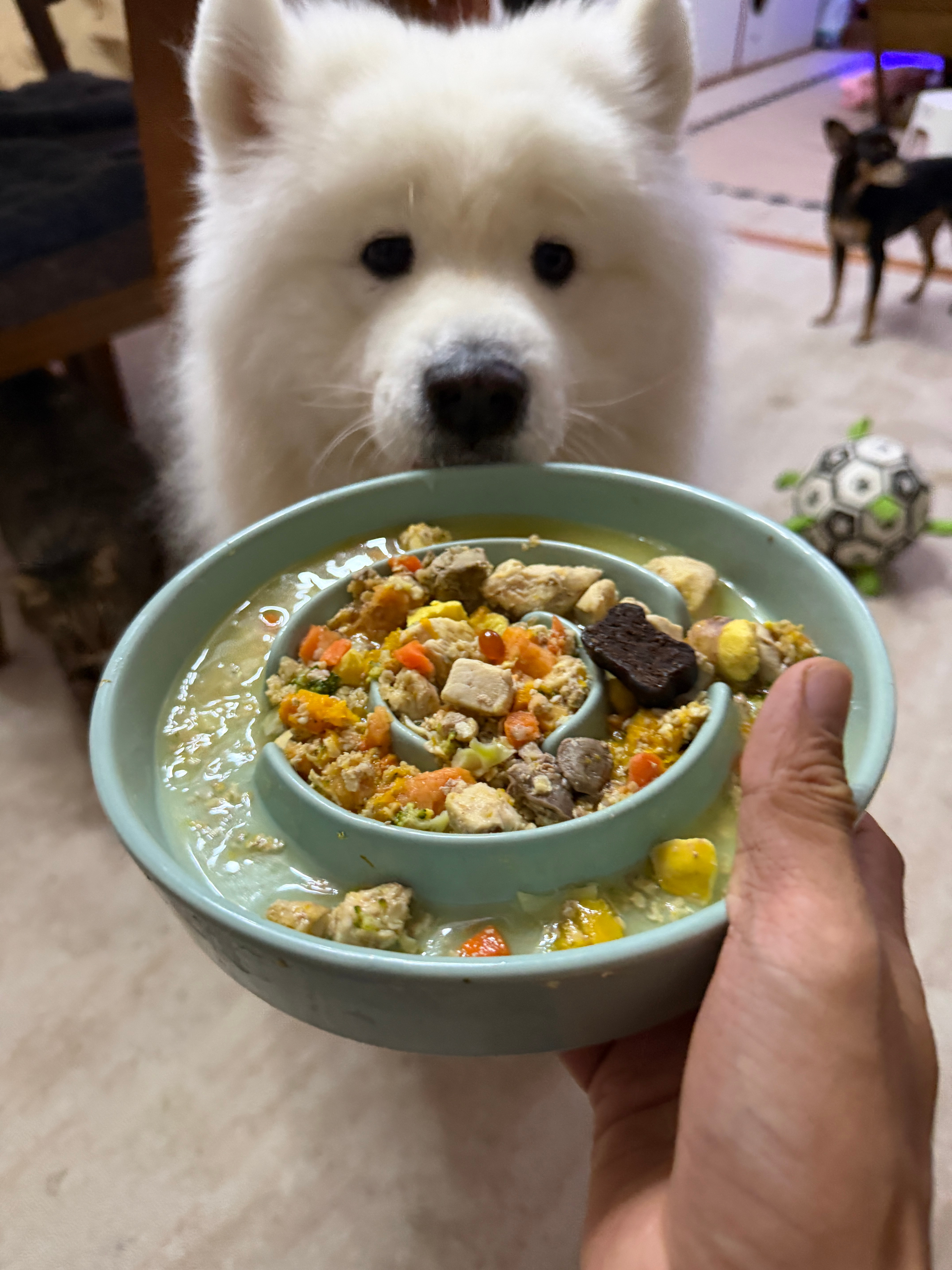 今天吃汤泡饭。 ​​​
