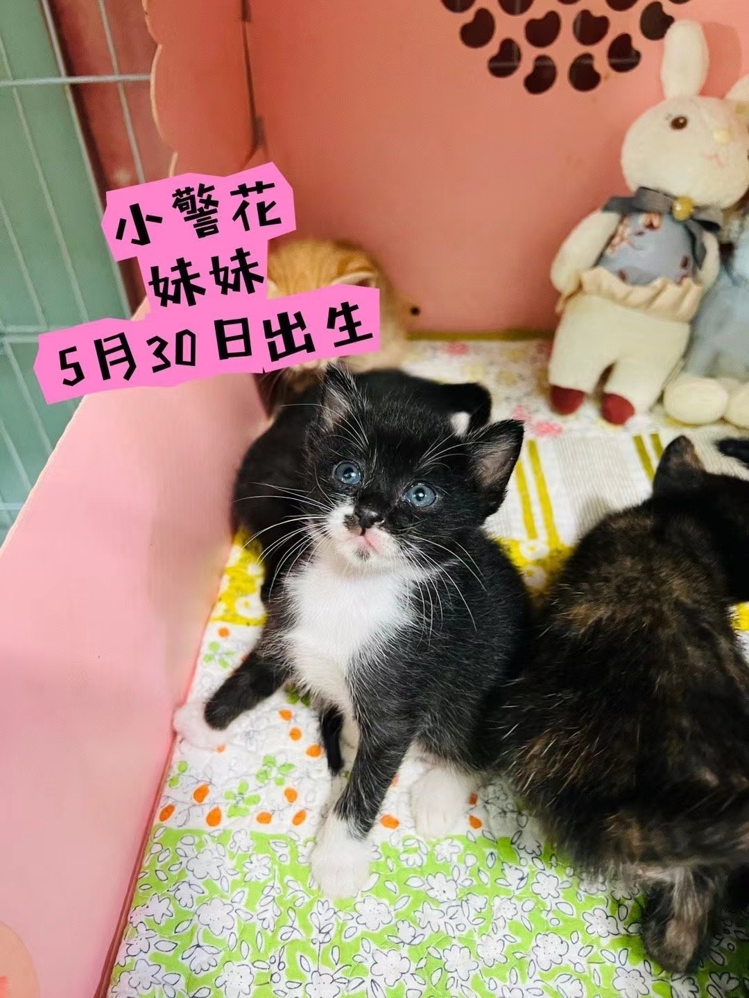 回访深圳领养 ​回访一下花臂的女儿小警花，有妈妈的好基因，果然长得美不可言有没有