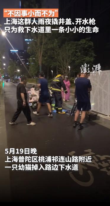 不因事小而不为！2026年5月19日晚，陀区祁连山路车流穿梭、细雨绵绵，一只幼猫