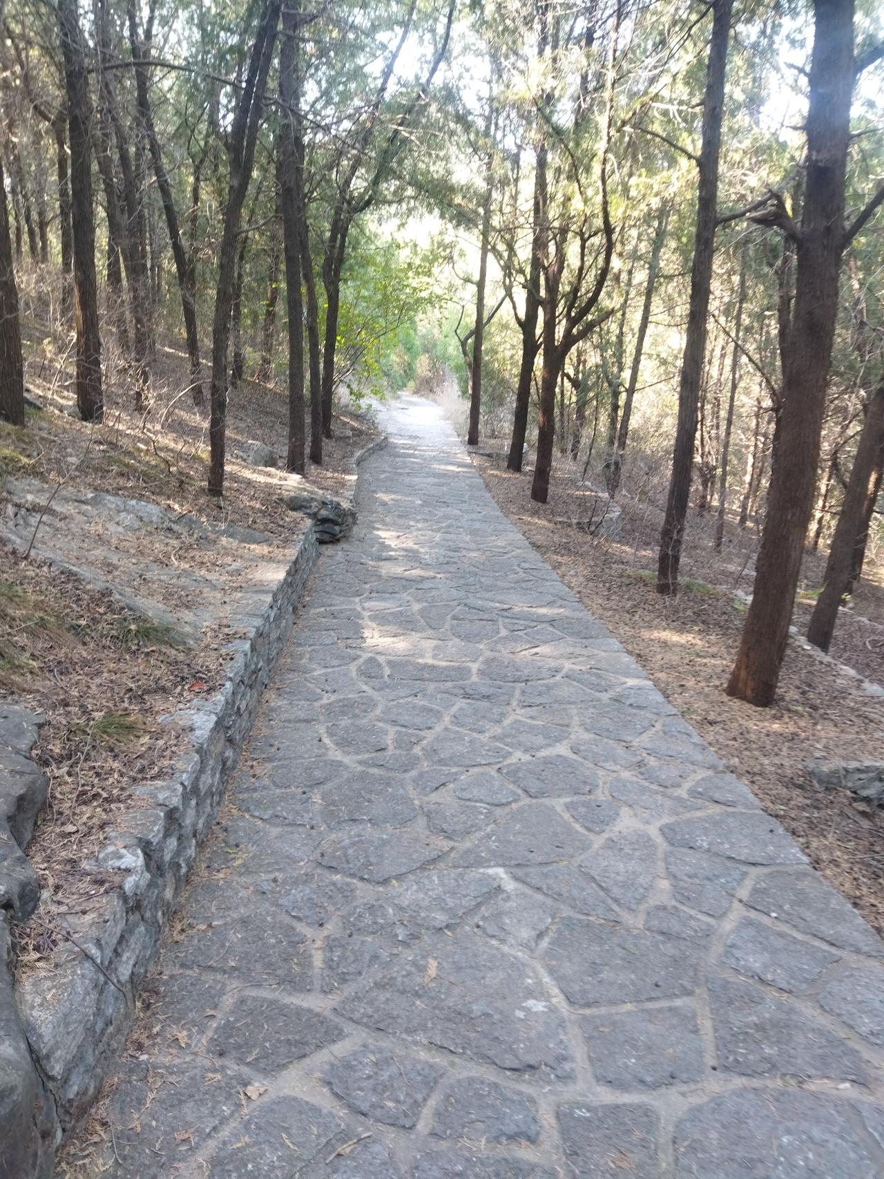 冬日生活打卡季今天温度不高，室外只有8度。公园里溜达溜达，天冷了，要注意保暖。