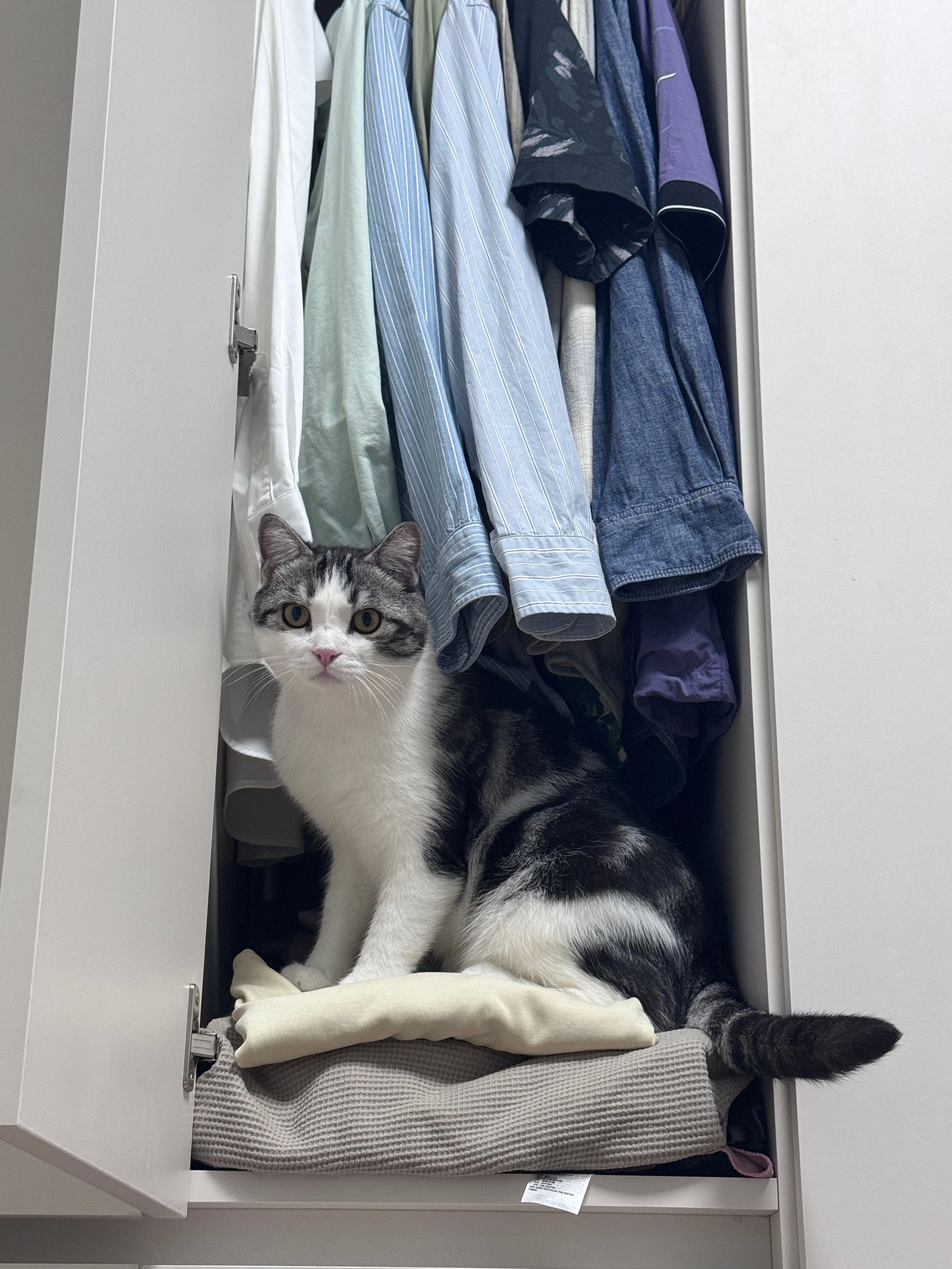 猫爱衣柜 ​​​