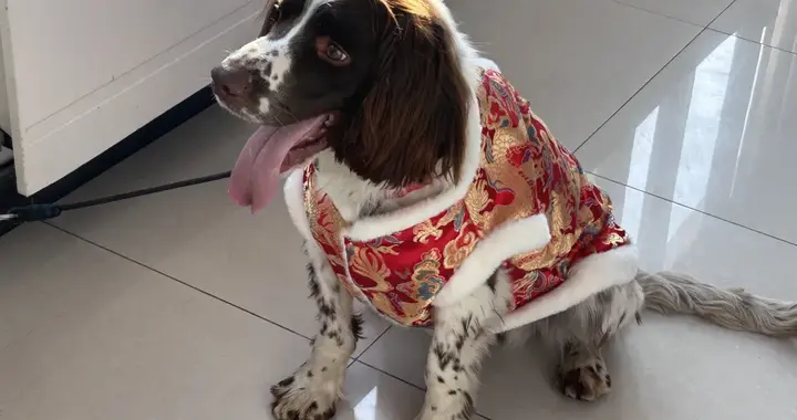 好狗未央：和警犬做一天朋友