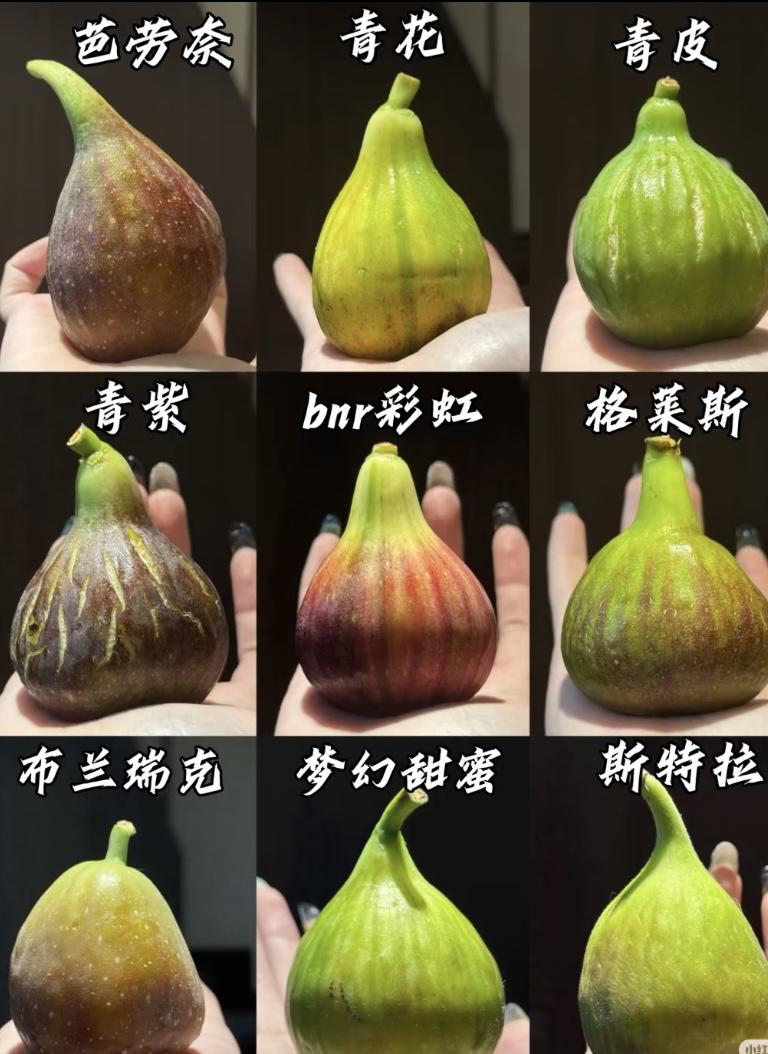 河北可以、辽宁应该过不了、得做防护、用土深埋、最抗寒的品种哈代也只能抗住零下二十