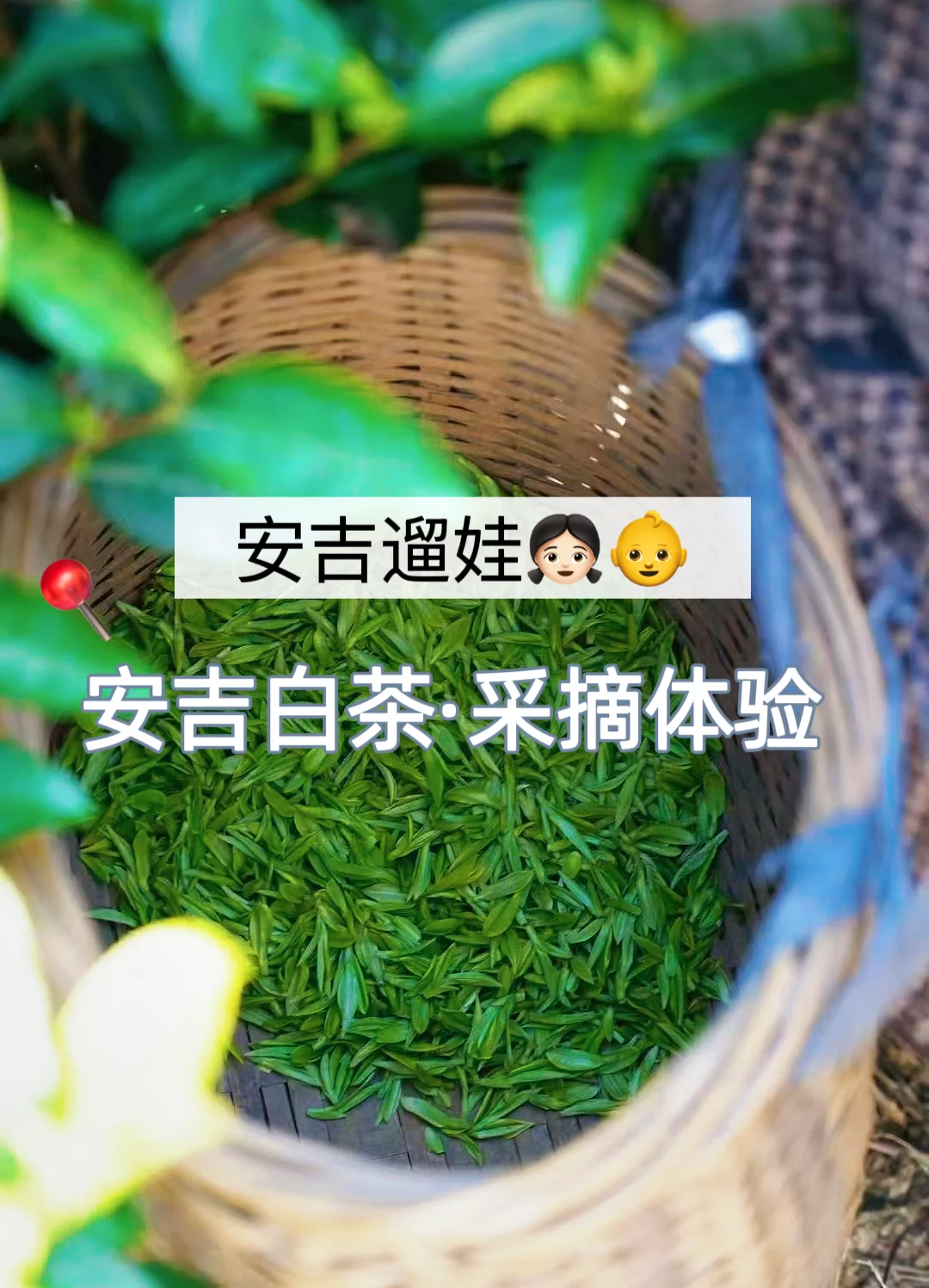 🍃采茶季|推荐安吉可以采茶的2个地方