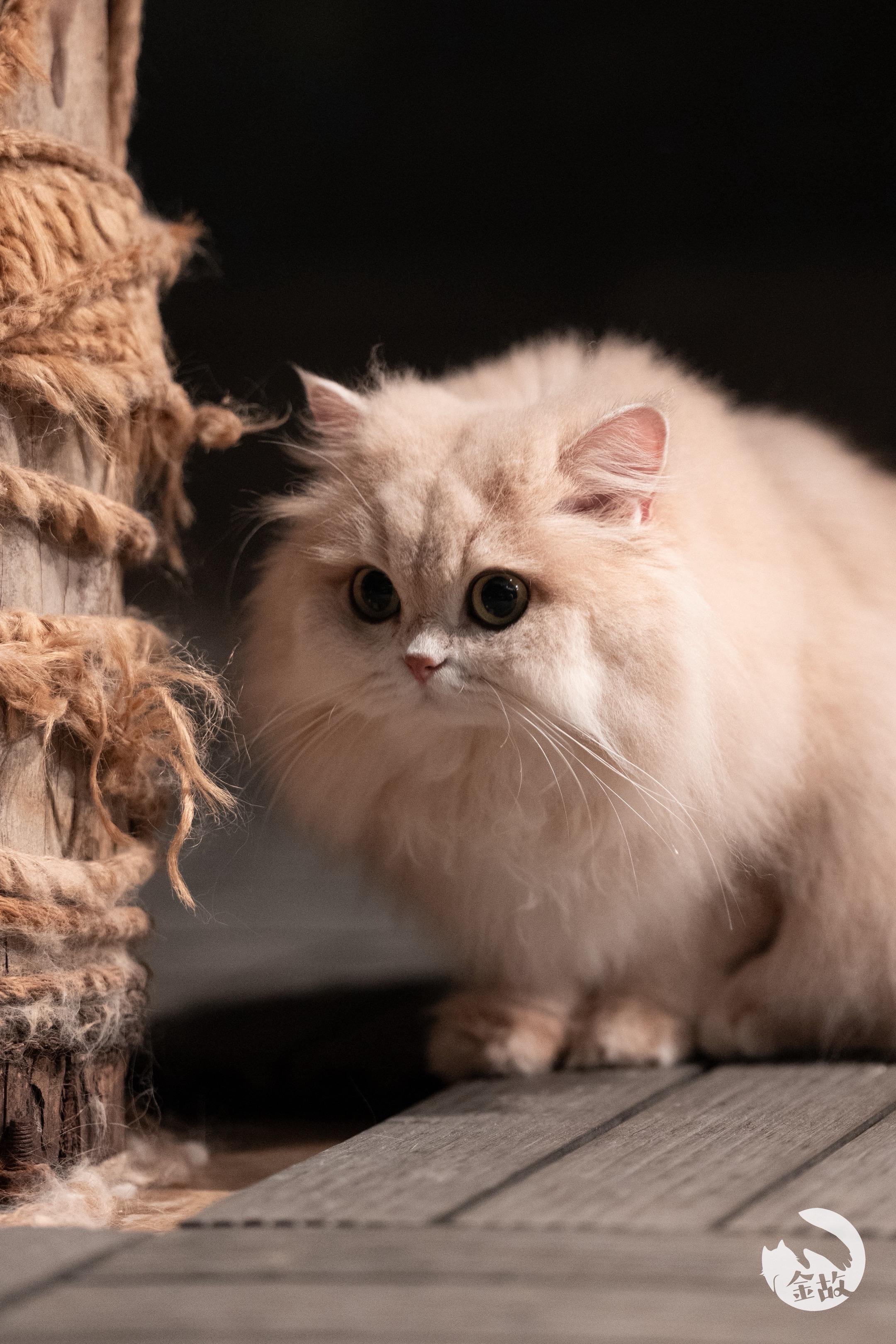 方小小，集合！