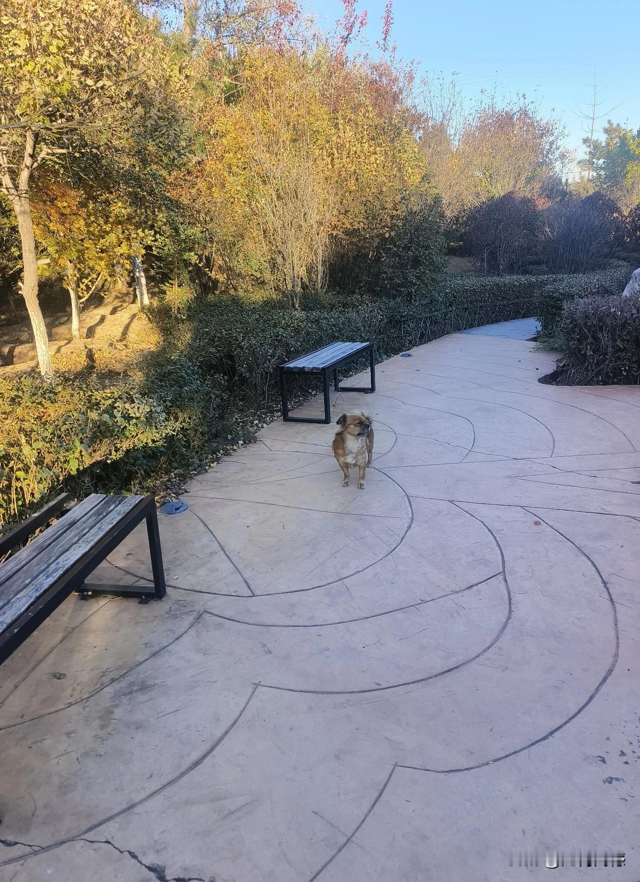 非常喜欢狗，我觉得与狗在一起相处，没有任何烦恼，不像与某些人在一起，天天的勾心斗