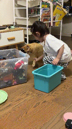 放假在家，客厅摆满玩具，猫咪好奇凑过来凑热闹。
小姐姐一脸嫌弃，直接拎起小猫，拖