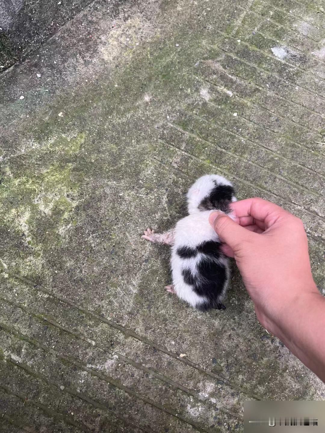 在楼下捡到了一只这么小的小猫

在楼下捡了一只眼睛都还没张开的小猫，好小一只小鼻